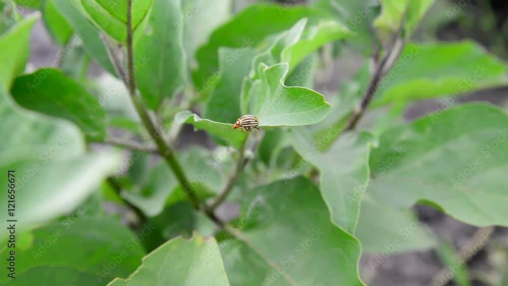 Colorado pest beetle on leaves of eggplant Colorado pest beetle on leaves of eggplant