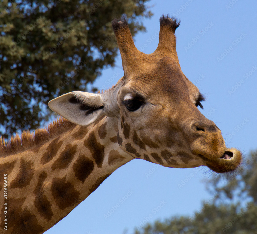 Obraz premium Animal de zoo - girafe