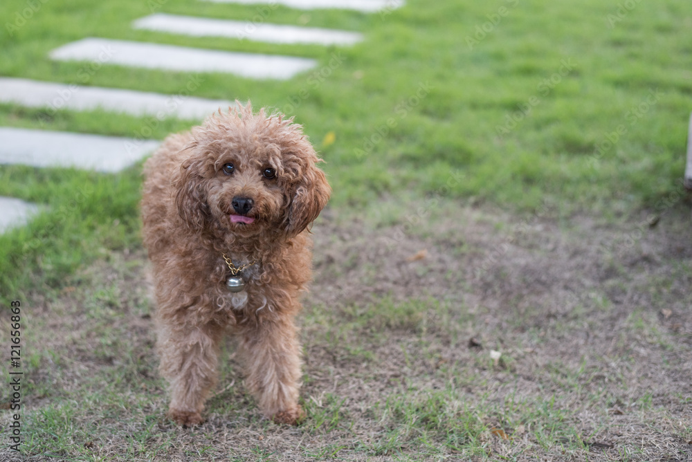 Poodle dog on the lawn. Somewhere in Asia. Poodle dog on the lawn. Somewhere in Asia.