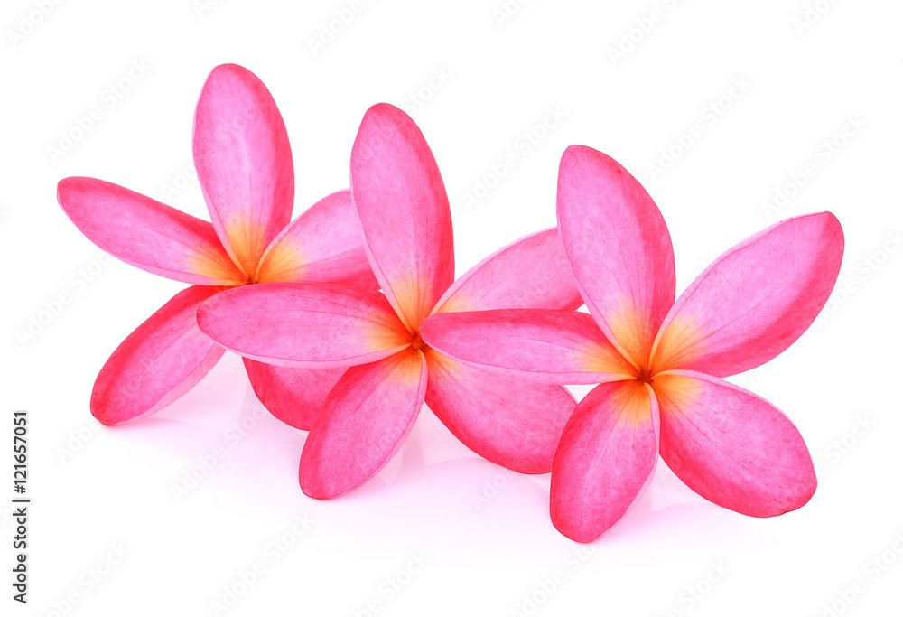 pink frangipani (plumeria) flower isolated on white