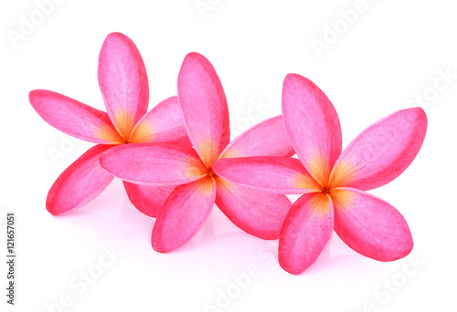 pink frangipani  plumeria  flower isolated on white