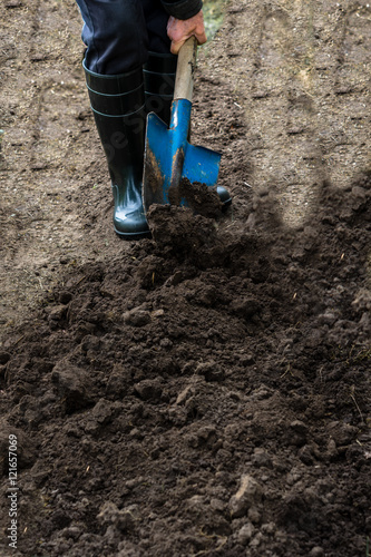 Worker digs the black soil with shovel  in the vegetable garden, man loosens dirt in the farmland, agriculture and tough work concept © Jurga Jot