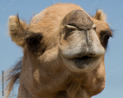 Animal de zoo - chameau