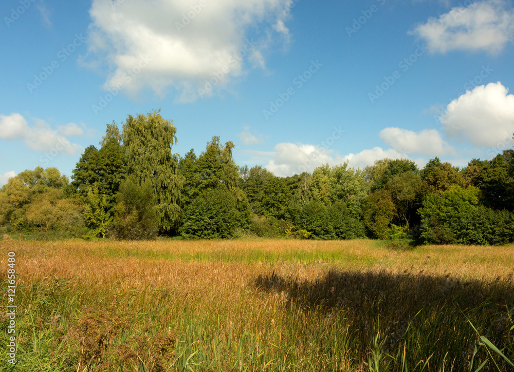 Autumn meadow under blue sky