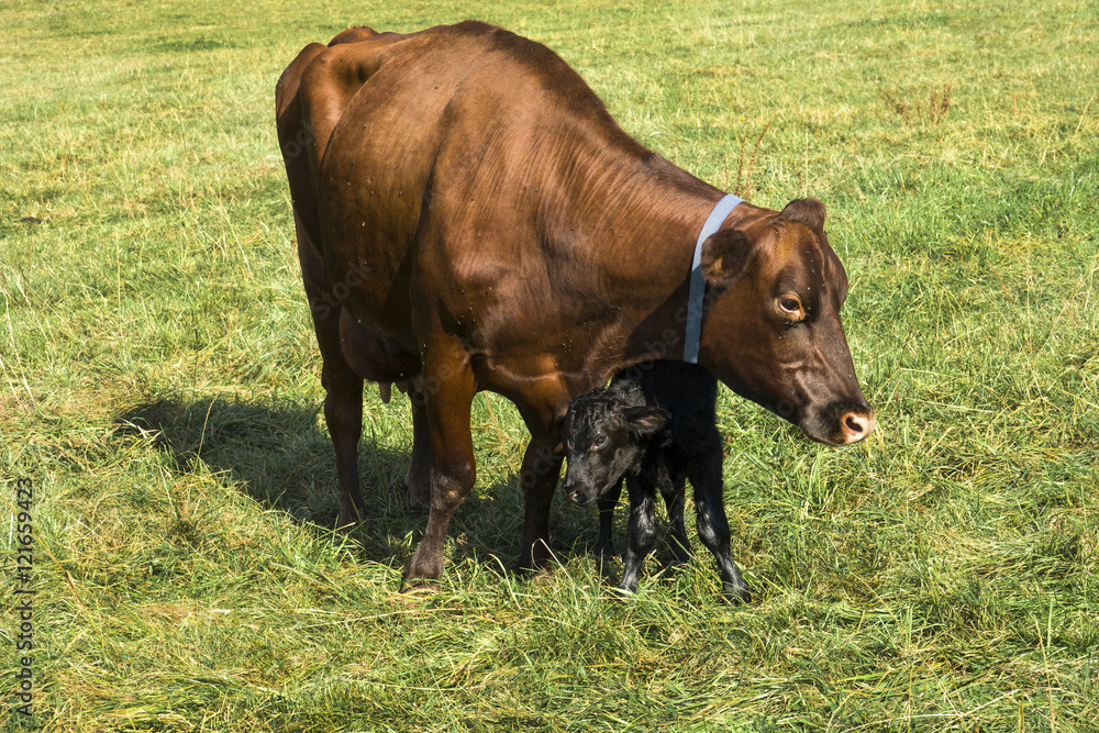 Neugeborenes Kalb mit Mutterkuh Neugeborenes Kalb mit Mutterkuh