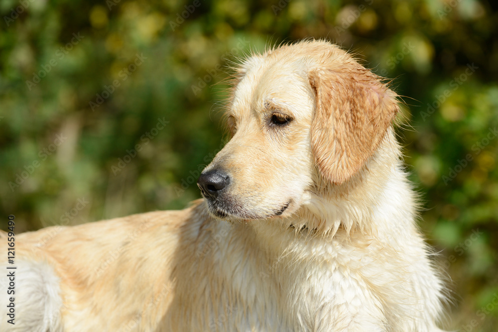 wet dog golden retriever lying and looking wet dog golden retriever lying and looking