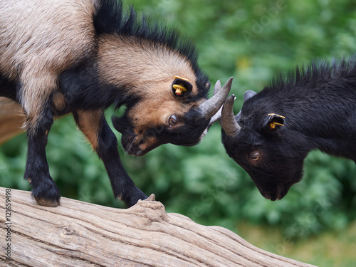 Fighting goats