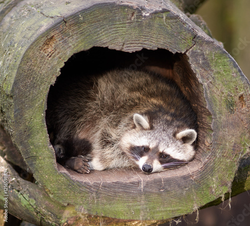 Raccoon lying in a hollow log