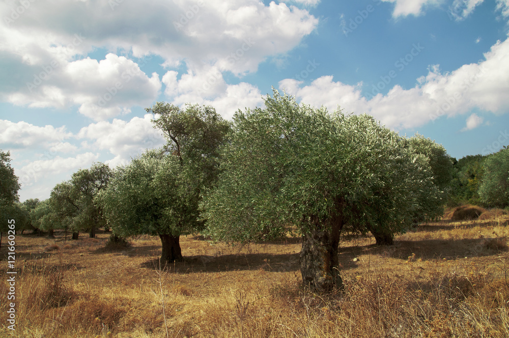 Zeytin Ağacı Zeytin Ağacı