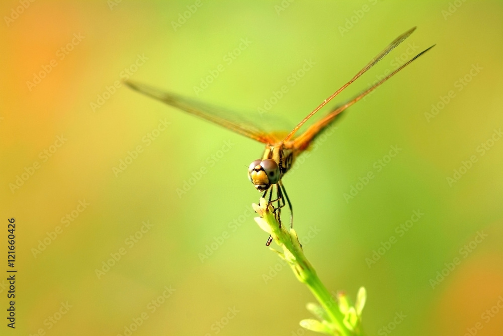 Dragonfly, insect, animal, nature,macro,bug. Dragonfly, insect, animal, nature,macro,bug.