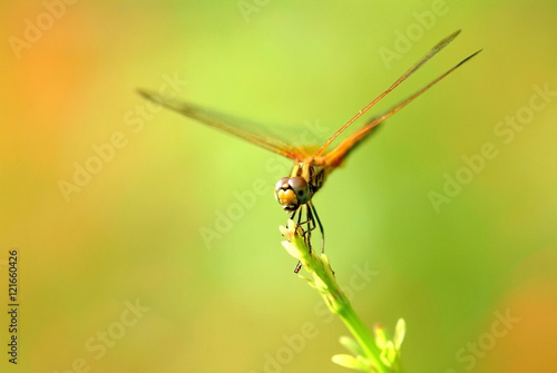 Dragonfly, insect, animal, nature,macro,bug.