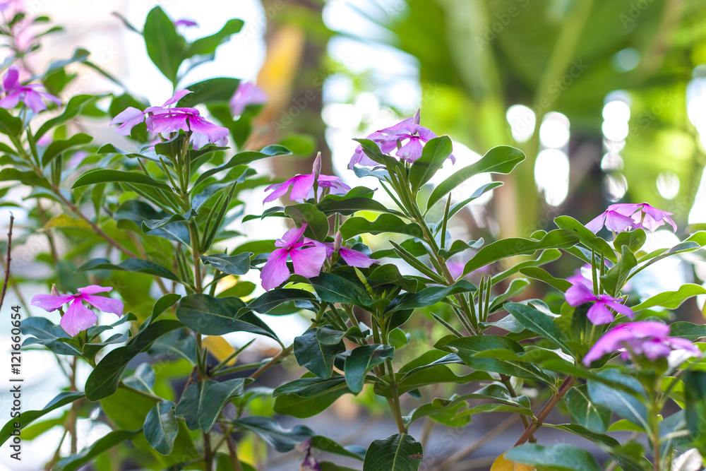 Beautiful asian flowers outdoor, Bali, Indonesia.