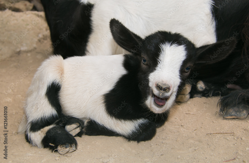 Animali pazzi: capretta nana con la bocca aperta Animali pazzi: capretta nana con la bocca aperta