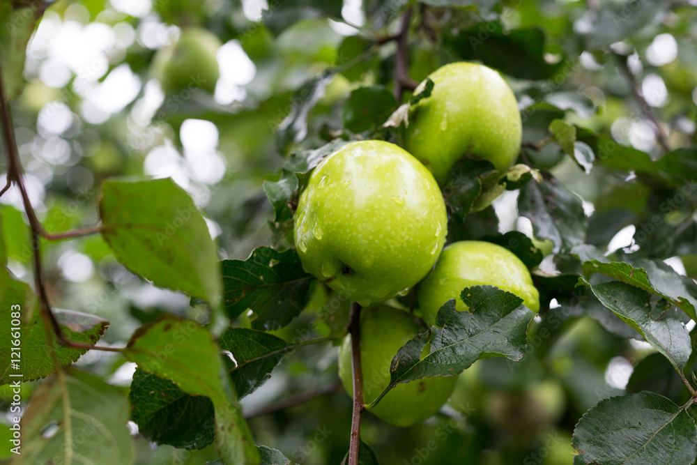 green ripe apples on tree branch
