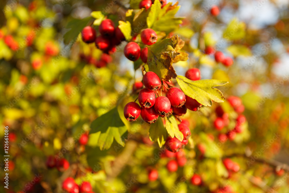 Rowan tree at autumn forest