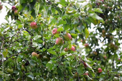 autumn apples on the tree