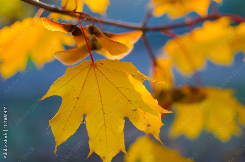 Obraz premium Yellow maple leaves.