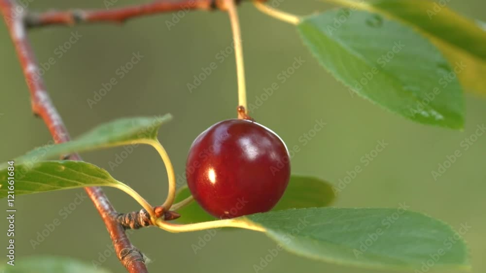 Growing cherry and the ant. 2 Shots. Close-up.
1. Cherry close up on blurred background. Ant is crawling on a cherry. Growing cherry and the ant. 2 Shots. Close-up.
1. Cherry close up on blurred background. Ant is crawling on a cherry.