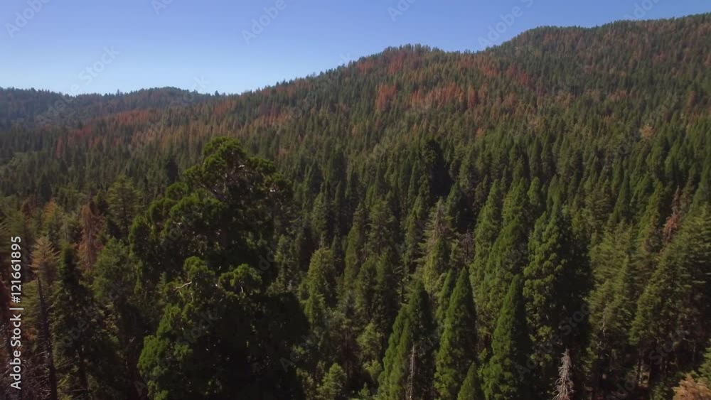 Aerial shot slowly revolving around a huge sequoia tree in the Sierra National Forest. The surrounding landscape visible behind tree. Multi-colored trees; green, orange, red, yellow. Aerial shot slowly revolving around a huge sequoia tree in the Sierra National Forest. The surrounding landscape visible behind tree. Multi-colored trees; green, orange, red, yellow.