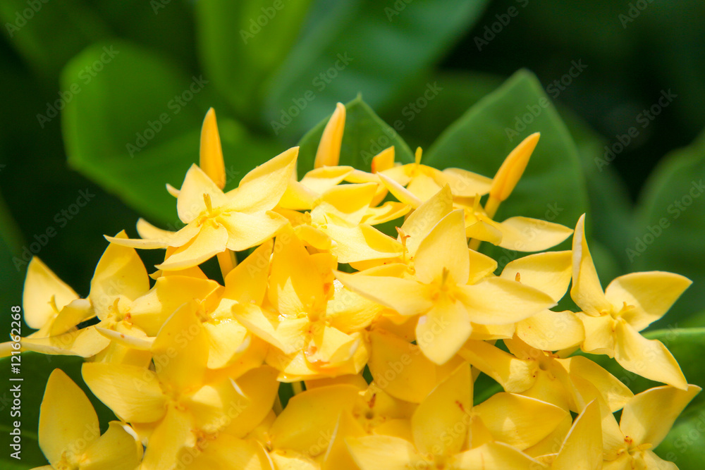 Obraz premium Spike Flower, Yellow Color.Yellow flower spike.Ixora Flower