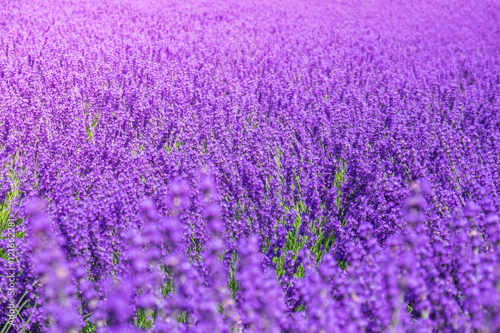 Obraz premium Lavender field with blurred in the foreground