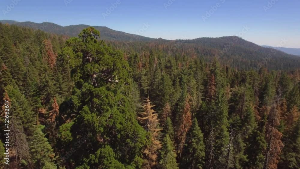 Aerial shot slowly revolving around a huge sequoia tree in the Sierra National Forest. The surrounding landscape visible behind tree. Multi-colored trees; green, orange, red, yellow. Aerial shot slowly revolving around a huge sequoia tree in the Sierra National Forest. The surrounding landscape visible behind tree. Multi-colored trees; green, orange, red, yellow.