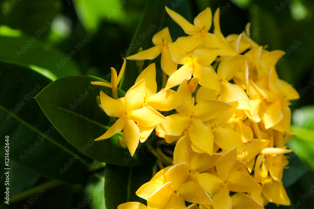 Obraz premium Spike Flower, Yellow Color.Yellow flower spike.Ixora Flower