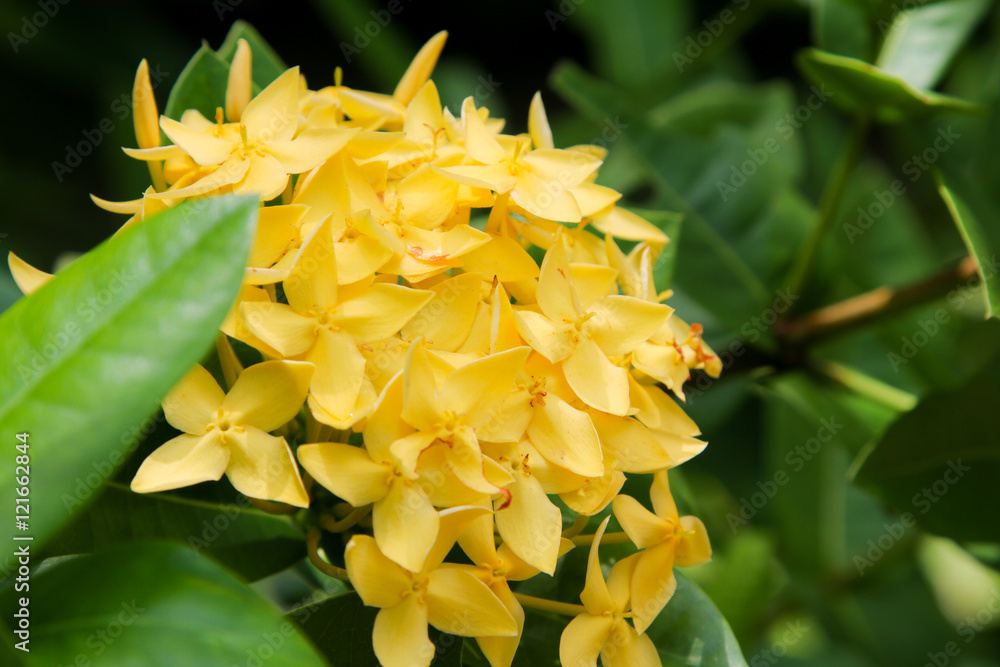 Obraz premium Spike Flower, Yellow Color.Yellow flower spike.Ixora Flower