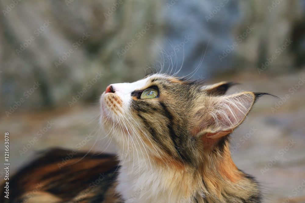 Fototapeta premium Uzun Kulaklı Kedi