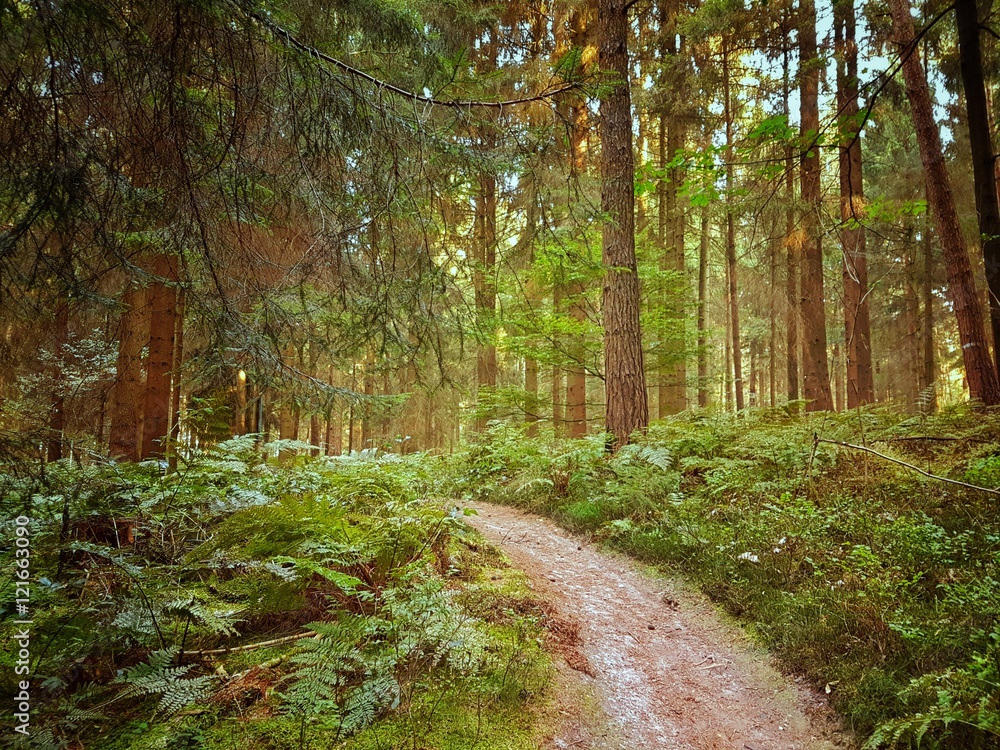Fototapeta premium Waldweg in einem natürlichen Wald