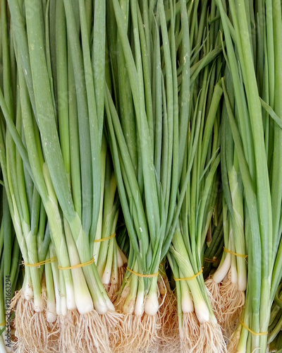 Green onions background