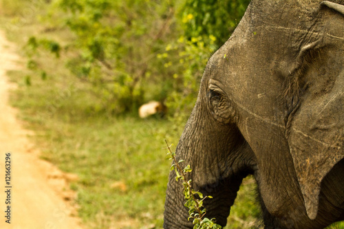 Elephant at Wilpattu National Park  Sri Lanka