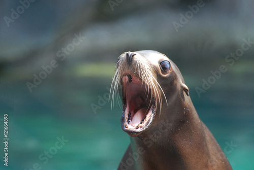 Cute Sea Lion With His Mouth Wide