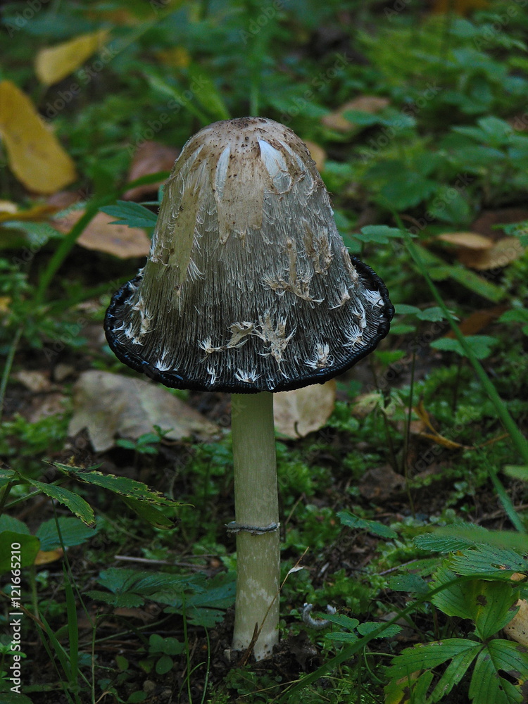 Fototapeta premium Autumn mushrooms, MOSS.