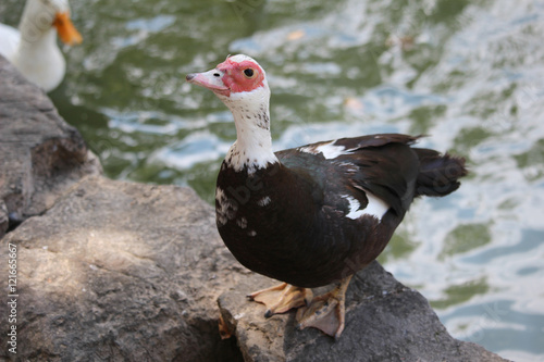 Benekli Ördek photo