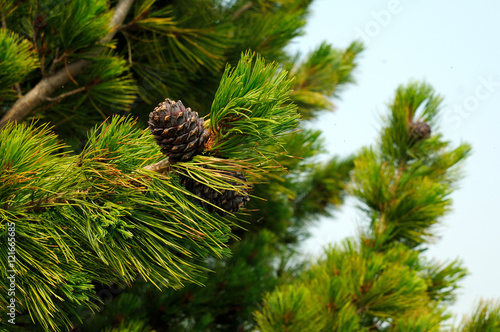 cedar pine cones on a branch. Photo toned