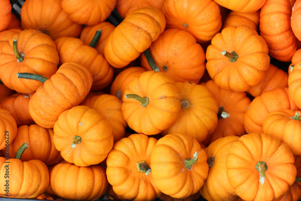 Naklejka premium many miniature vibrant orange pumpkins in a pile