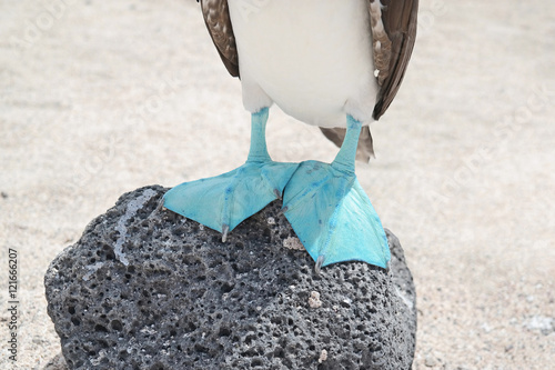 Feets of a blue-footed booby photo