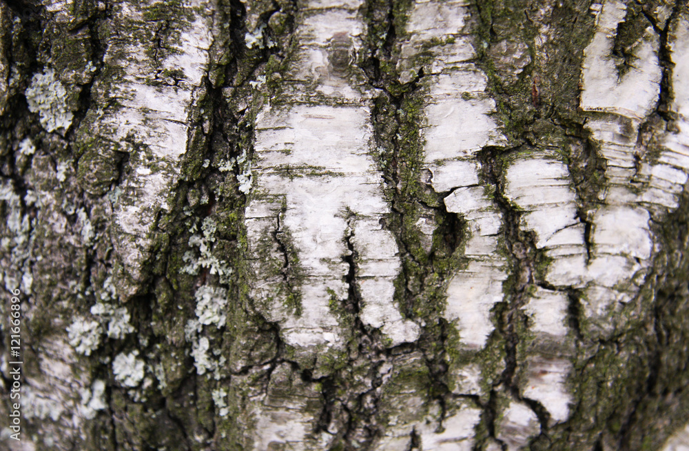 Obraz premium Birch tree bark closeup 2