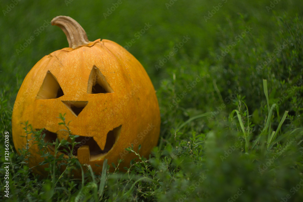 Obraz premium halloween pumpkin