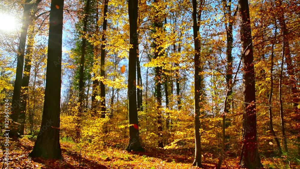 Wald mit Sonne, blauem Himmel und fallenden Blättern im Herbst Wald mit Sonne, blauem Himmel und fallenden Blättern im Herbst