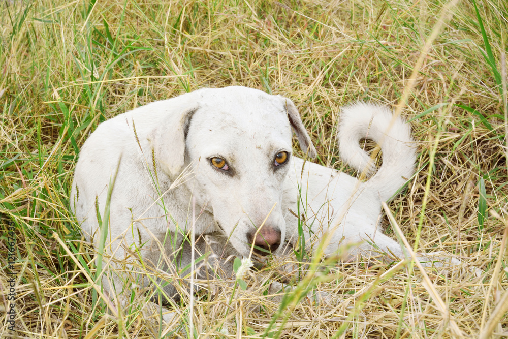thai stray dog in grass