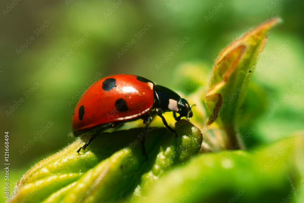 Fototapeta premium Ladybird