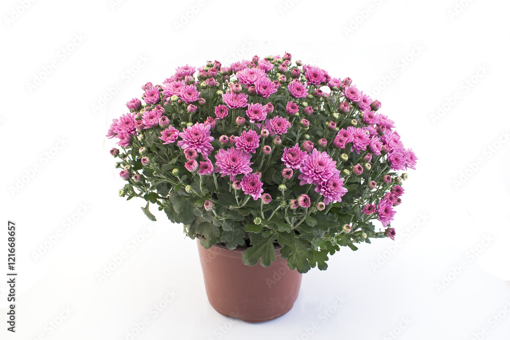 Pink Chrysanthemum Potted