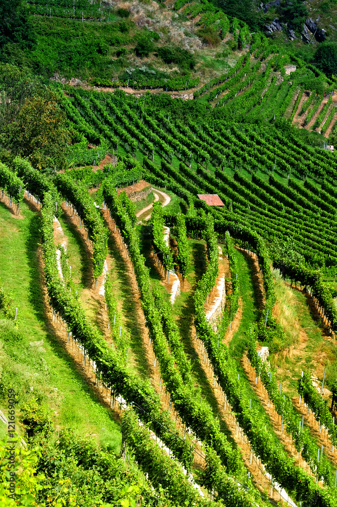 Wein Terrassen in der Wachau
