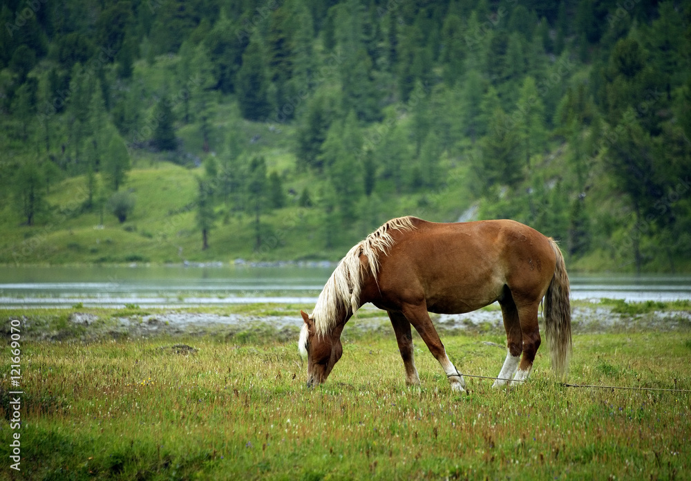 Horse in Altai Mountains, Russian Federation Horse in Altai Mountains, Russian Federation