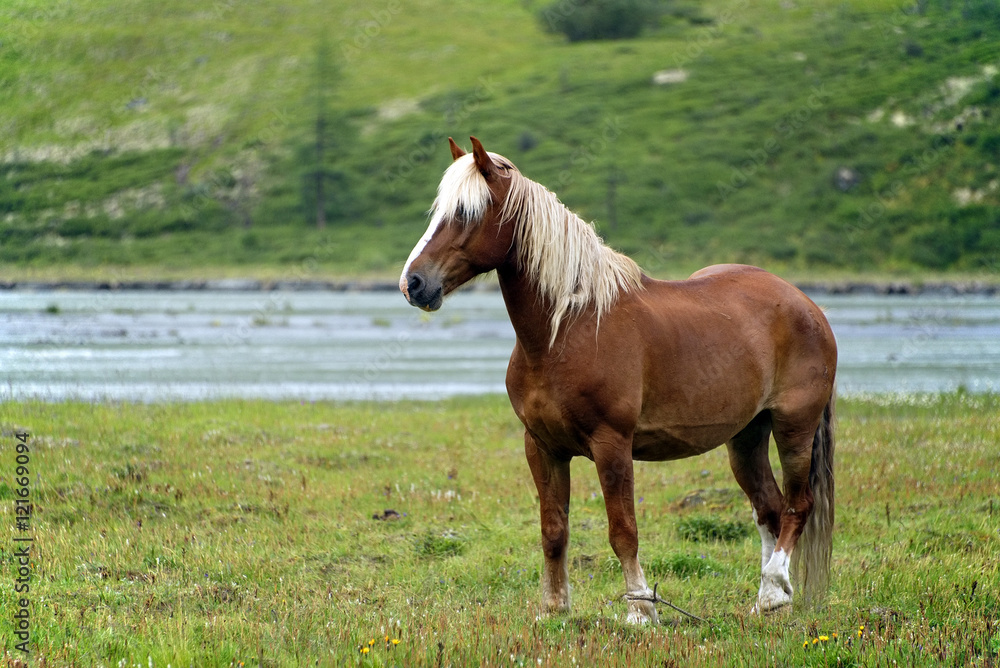 Horse in Altai Mountains, Russian Federation Horse in Altai Mountains, Russian Federation