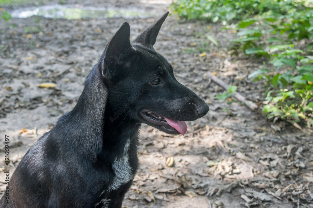 Portrait of a Black thai dog