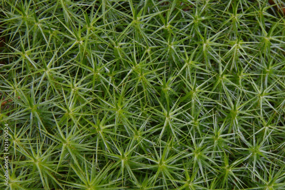 green moss green moss