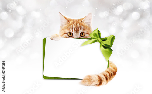 Photography ginger cat with gift card and green ribbon bow